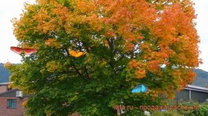 Клен остролистный (acer platanoides) ? остролистный клен обзор: как сажать, крупномеры клена