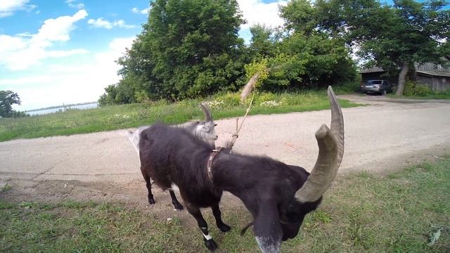 Козел с большими рогами Набережная Волга 2016 смотреть онлайн