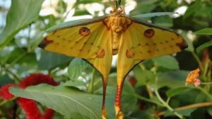 Топ 10 самых красивых бабочек  Самые красивые бабочки