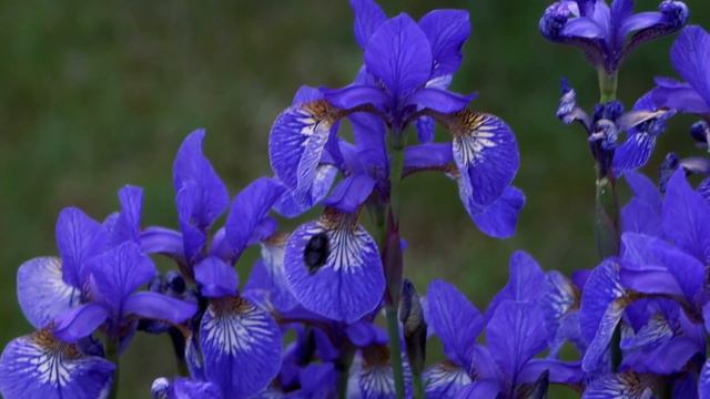 Bees on irisses смотреть онлайн