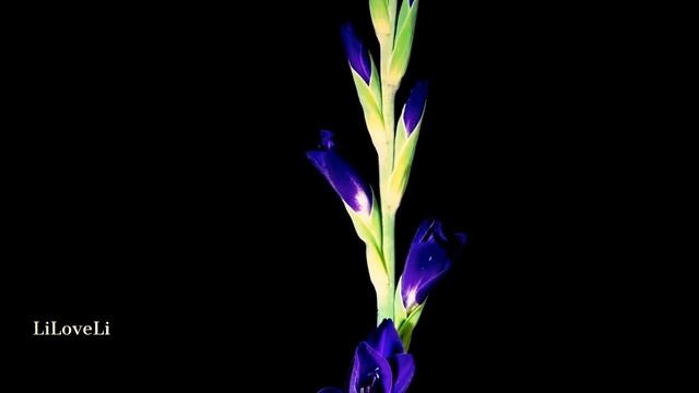 ♥ Armik ~ Rosas Del Amor♥ смотреть онлайн