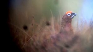 Белая куропатка - Lagopus lagopus.mp4