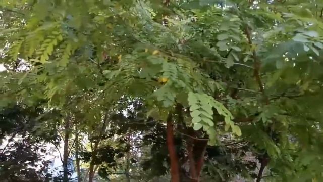 Решила я смотреть онлайн