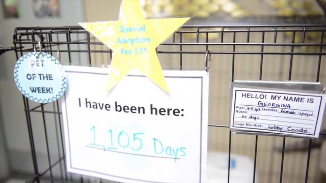 Georgina смотреть онлайн