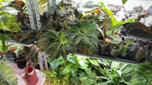 Обзор оранжереи в НОЯБРЕ//Гуляем по Квартире//Смотрим Изменения