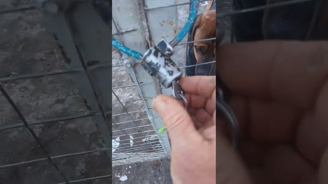 Тоса Ину. Честер соскучился. смотреть онлайн