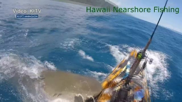 Video shows shark attacking kayak off coast of Hawaii смотреть онлайн