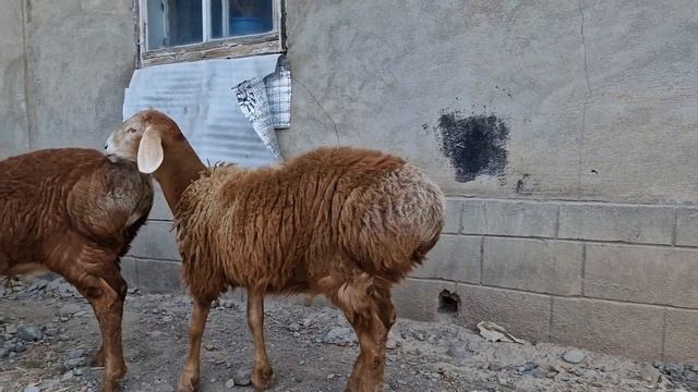 +77017224679. Арашан кошкары на продажу. Анвар Рустемов. смотреть онлайн