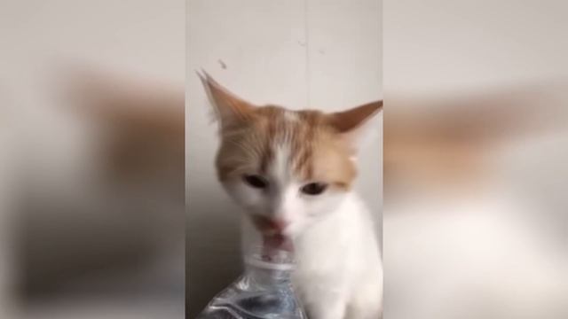Я РЖАЛ ПОЛ ЧАСА / СМЕШНЫЕ ЖИВОТНЫЕ , КОТЫ СОБАКИ ЛУЧШИЕ ПРИКОЛЫ смотреть онлайн