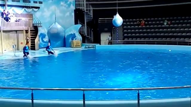 Дельфиния. Новосибирск. БЕЛЫЕ КИТЫ . / The delfinija. Novosibirsk. WHITE WHALES смотреть онлайн