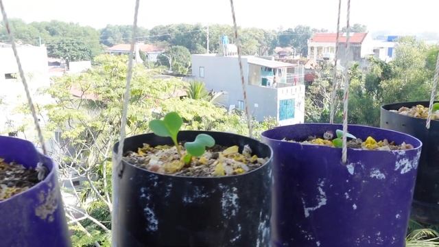 No Need To Buy Red Radish Anymore, Even If I Don't Have A Garden смотреть онлайн