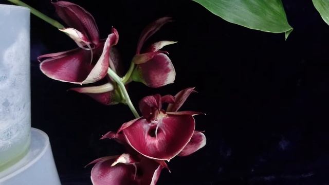 Мой единственный Катасетум, Catasetum Pileatum