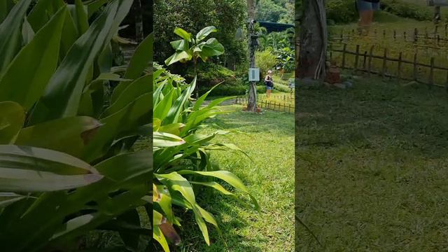 Вьетнам-любовь с первого взгляда.Часть 1. смотреть онлайн