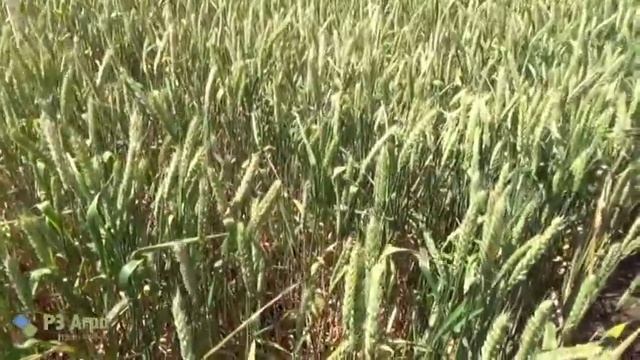 Сорта озимой твердой и мягкой пшеницы, тритикале. День поля в ЗАО «Вишневское» смотреть онлайн