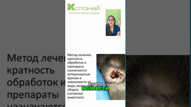 Котонай - сеть ветеринарных центров в России