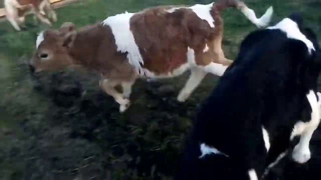 НАКОНЕЦ-ТО!!! Из зимнего сарая в летний загон