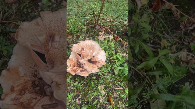 Грибы мутанты