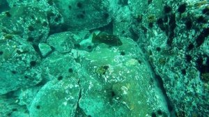 Подводная охота. Острова. Владивосток