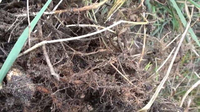 Бамбук на севере Украины смотреть онлайн