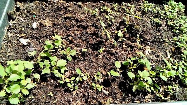 Рассада клубники из семян. смотреть онлайн