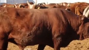 Быки Калмыцкие. Быки на откорме. Быки и коровы. КРС. МЭЦ.