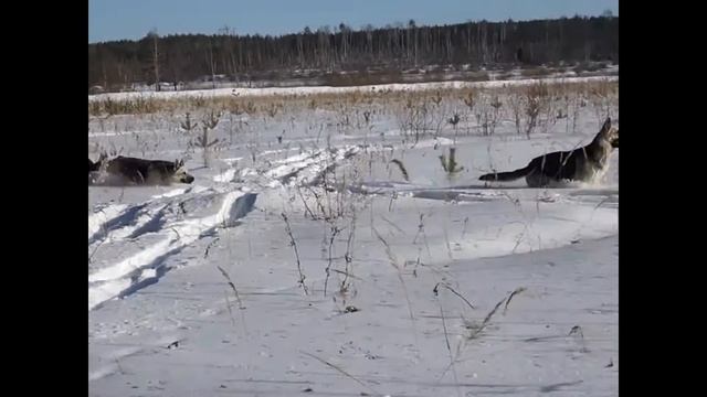 Восточноевропейские овчарки питомника "Веолар" смотреть онлайн