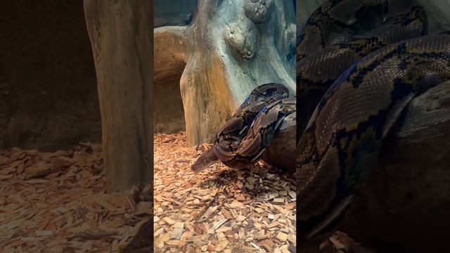 Вот какие красавчики живут в зоопарке 👀 #змеи #террариум #зоопарк #полезно смотреть онлайн