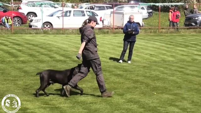 Лена и кане корсо Файтер сдача IBGH-1 96/100 (2/6) смотреть онлайн