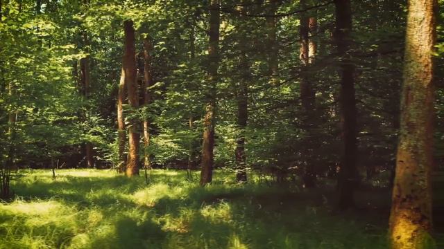 BEAUTIFUL RELAXING MUSIC - EMOTIONAL MUSIC - CALM SLEEP - Low Whistle, Flute, Harp, Piano, Guitar смотреть онлайн