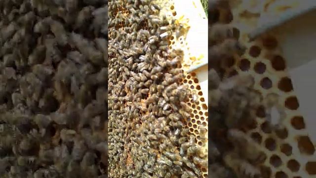 Выпускаю маток из изолятора смотреть онлайн