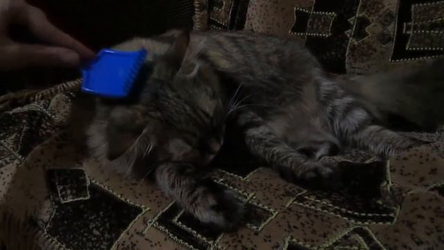 ASMR my cat,whisper/ АСМР моя кошка, шепот смотреть онлайн