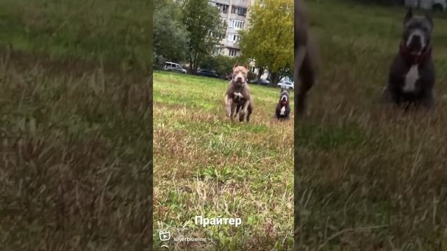 Прайтер!Алимпия,Баливия сильверблу,Тайра silk peach!#прайтер#питбуль#pitbull# смотреть онлайн