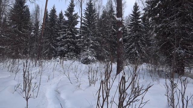 С русской гончей,заключительный выход в охотсезон 2020-2021.