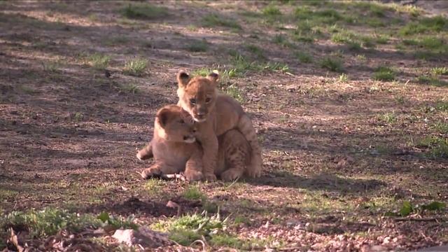 3 Cuddly Lion Cubs at the Bronx Zoo смотреть онлайн