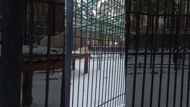 Арктические волки смотреть онлайн