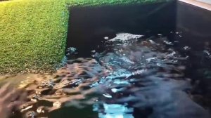 Как вылечить черепаху? Заболевание глаз у красноухих черепах.★