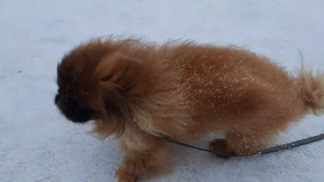 Пекинес Дендик гуляет в снегопад смотреть онлайн