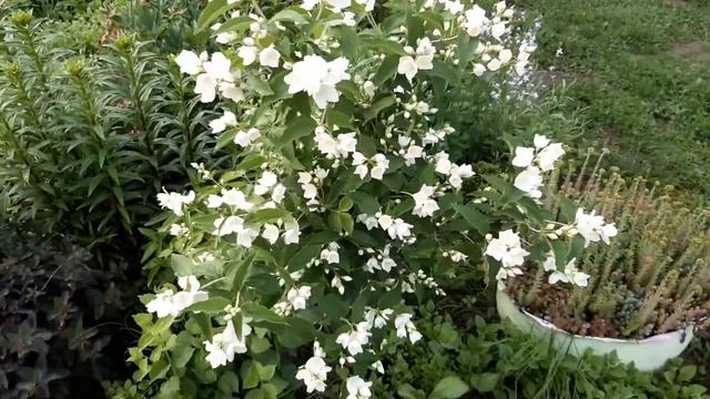 ЧУБУШНИК ВЕНЕЧНЫЙ или ЖАСМИН САДОВЫЙ 2021 год #100 смотреть онлайн