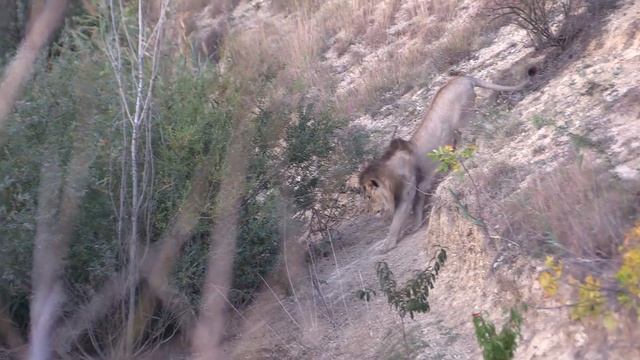Утро с любимыми пацанятами саванны. смотреть онлайн
