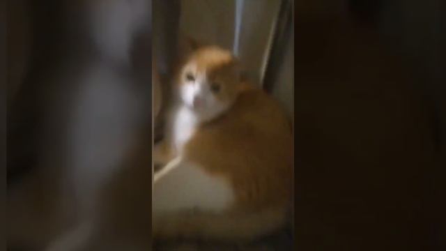 Злой кот смотреть онлайн