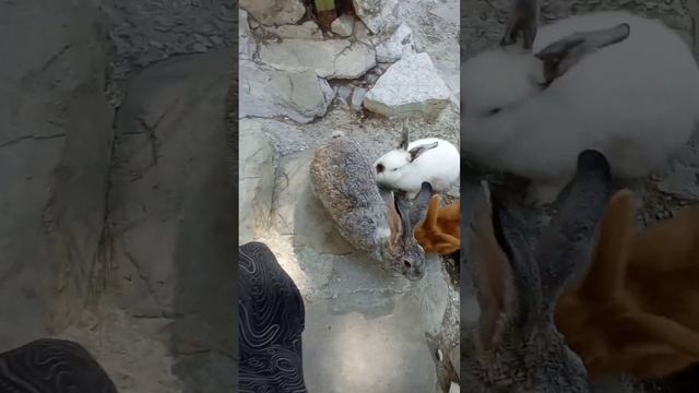 Геленджик. Контактный зоопарк 👍👍👍 смотреть онлайн