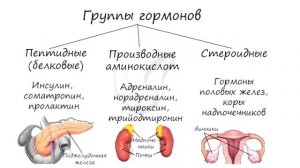 Роль белков в питании человека