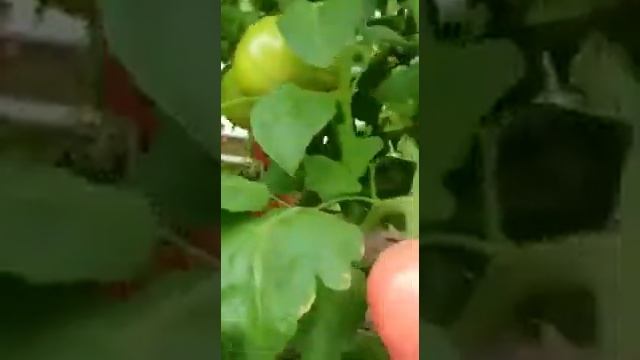 Розовый томат Боярин F1 смотреть онлайн