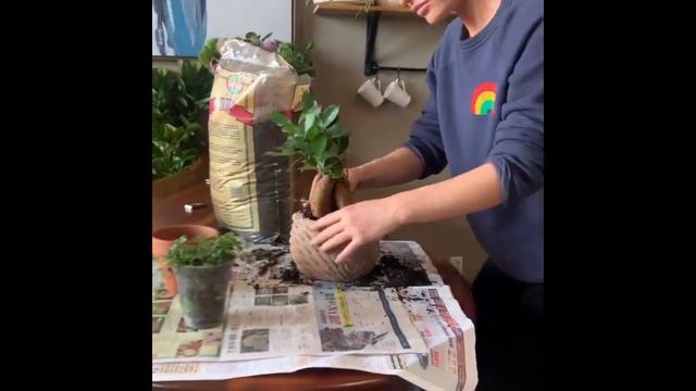 Gardening Repotting a Ginseng Ficus смотреть онлайн