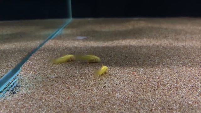 Corydoras Albino Gold Stripe [Albino Gold Laser] смотреть онлайн