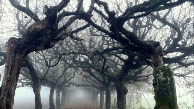 Когнитивный диссонанс коллективного сознания.