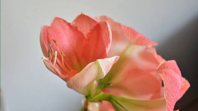 Hippeastrum cultivar смотреть онлайн