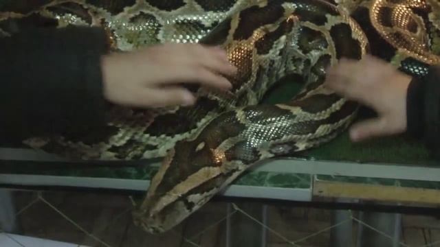 ОБНЯТЬ ПИТОНА И ПОГЛАДИТЬ НИЛЬСКОГО КРОКОДИЛА смотреть онлайн