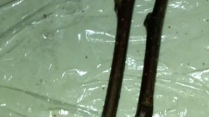 Как укоренить черенки яблони зимой.Размножение яблони черенками в домашних условиях зимой