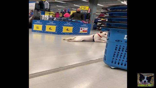 English Bull Terrier are super FUNNY and CUTE! Try NOT to LAUGH смотреть онлайн